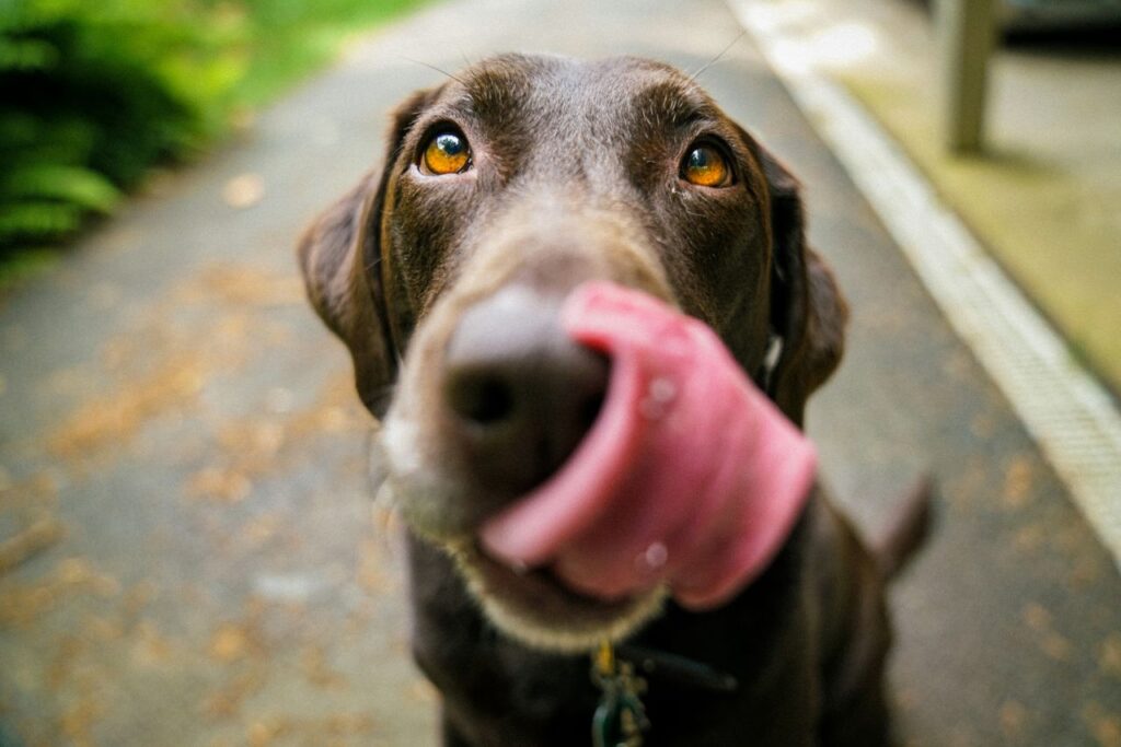 cagnolone felice