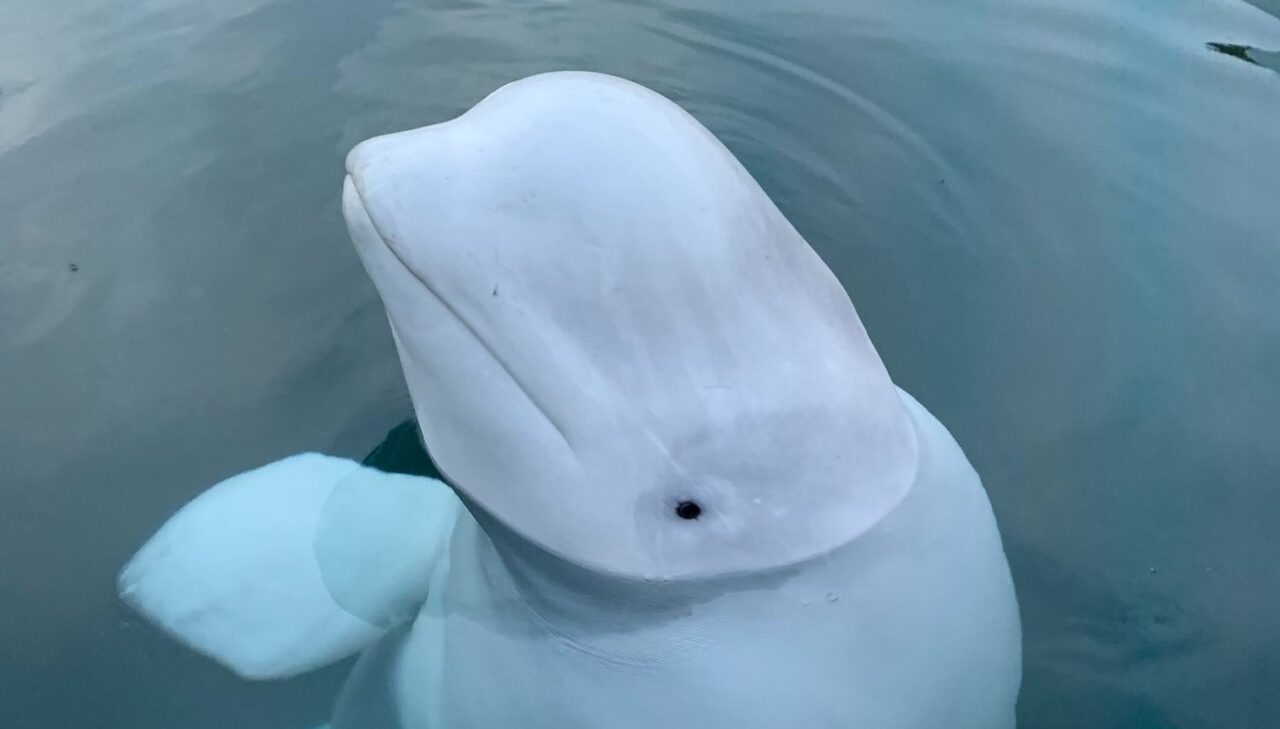 Hvaldimir il beluga