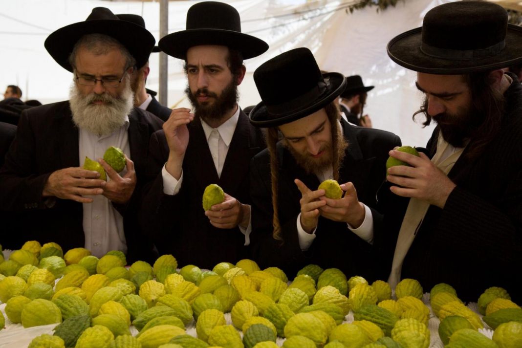 I rabbini scelgono in Calabria i credi puri per la Sukkot