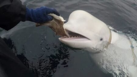 Hvaldimir, il beluga "spia" mentre mangia del pesce