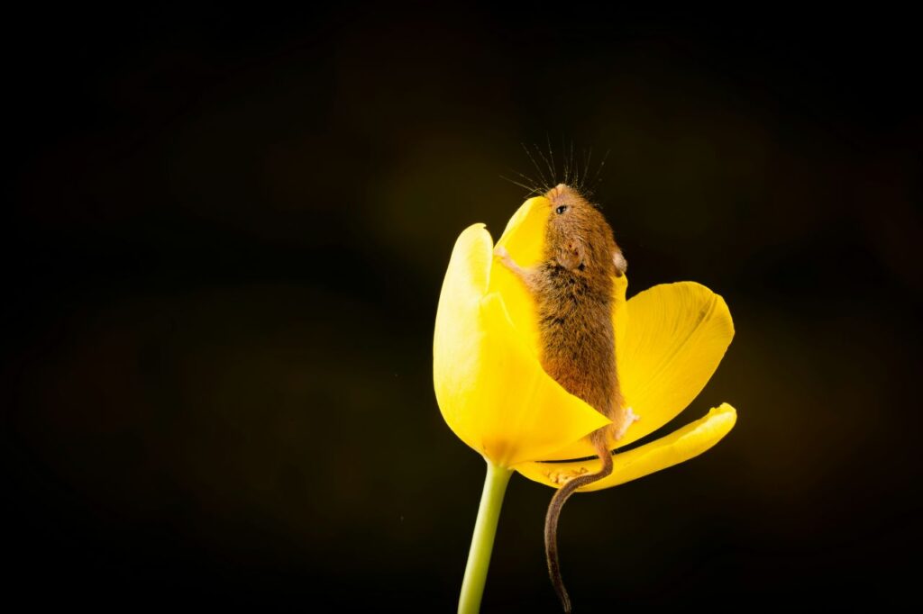 Un topolino che si nasconde su un fiore