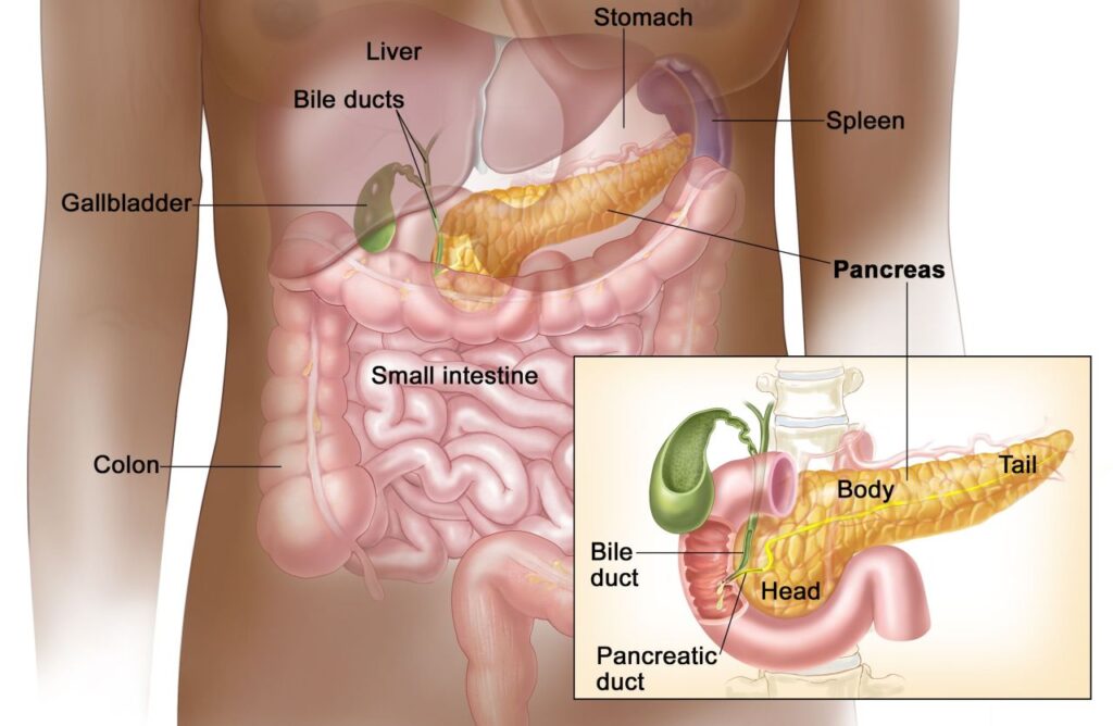 Un'immagine del pancreas