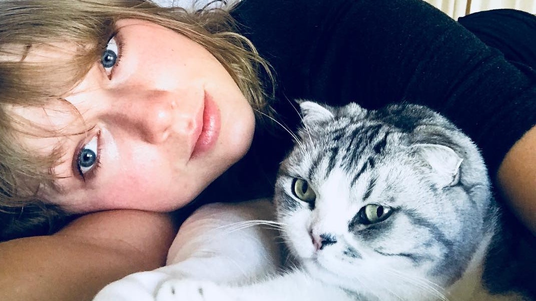 Meredith, la gatta di Taylor Swift