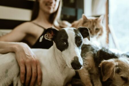 Due cani e un gatto con la loro amica umana