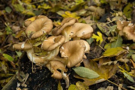 Funghi Maitake