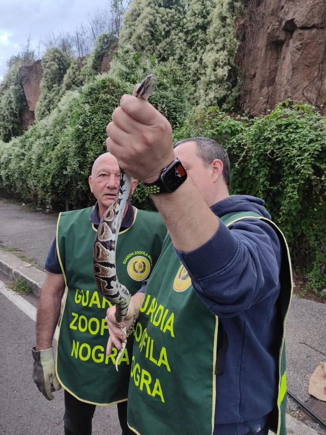 Il pitone tra le mani dei volontari della Guardia rurale ausiliaria Nogra Roma