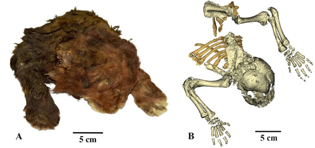 Cucciolo gatto ritrovato nel permafrost siberiano