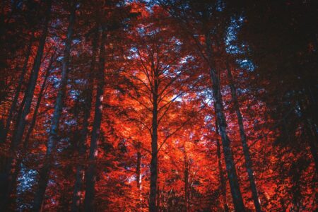 Una foresta con alberi dalle foglie rosse