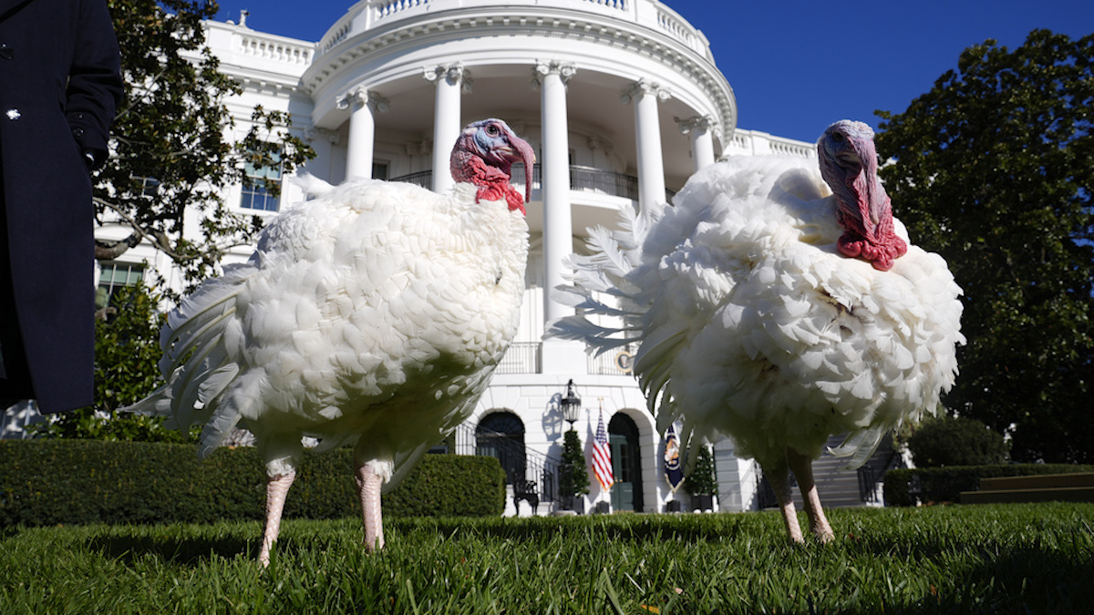 Peach e Blossom, I due tacchini graziati dal presidente Biden durante il giorno del Ringraziamento