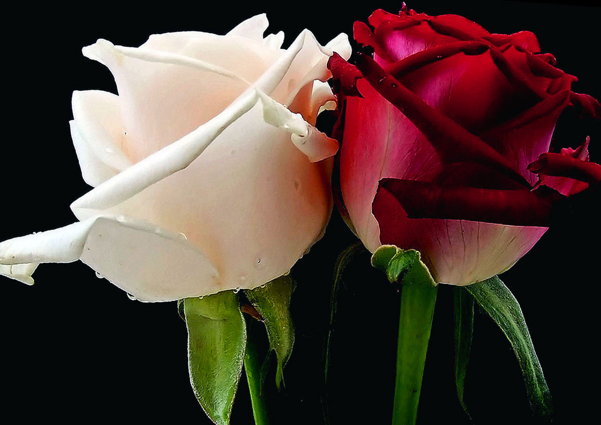 La rosa bianca e la rosa rossa, simbolo della lunga e sanguinosa Guerra delle due Rose