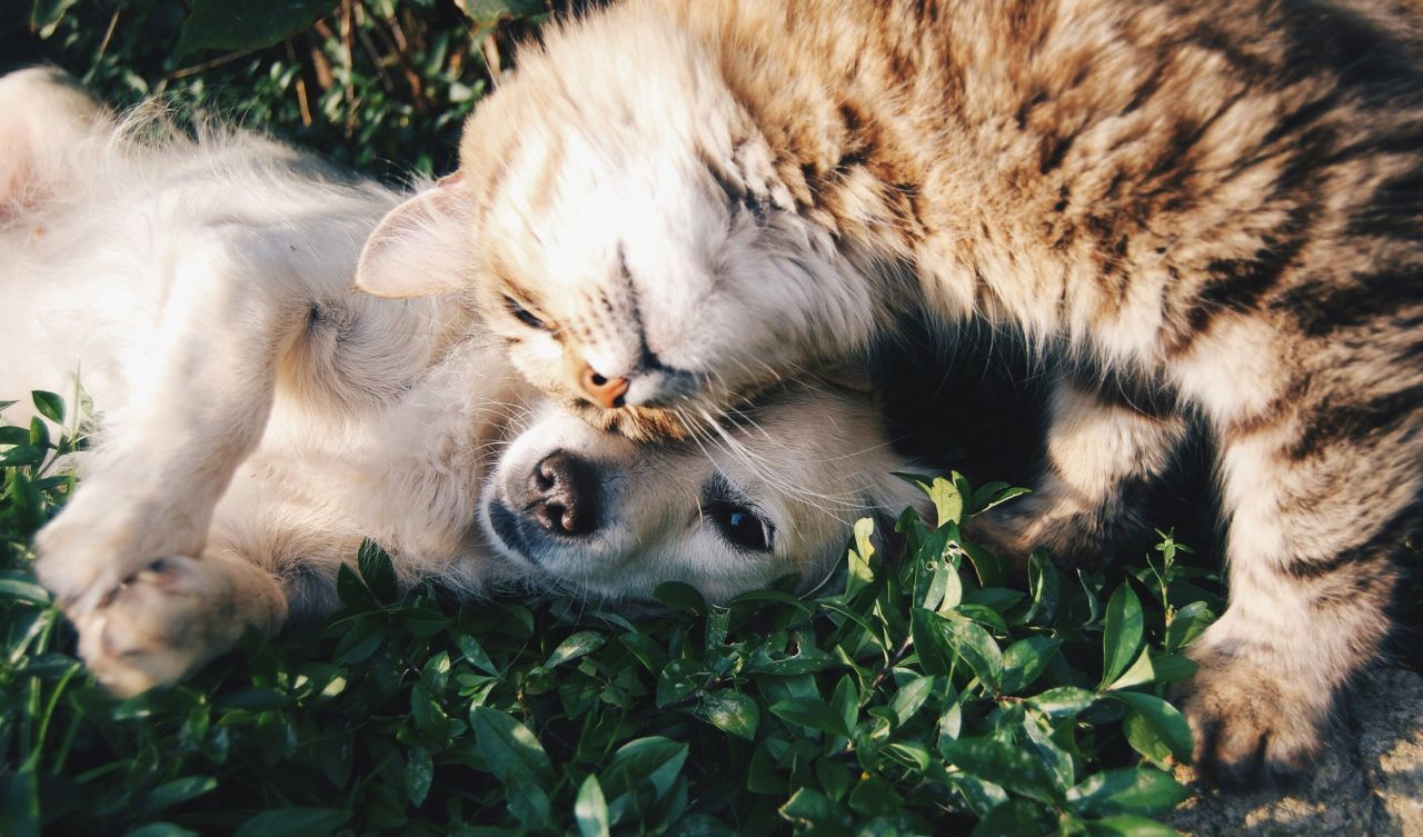 cane e gatto accoccolati