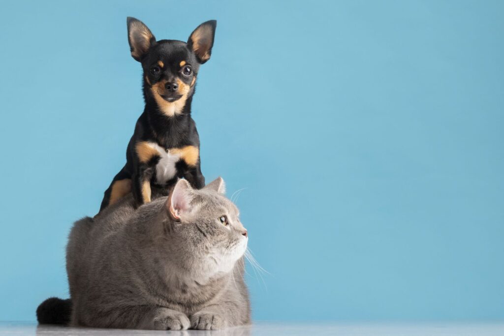 ritratto di cane e gatto di piccola taglia