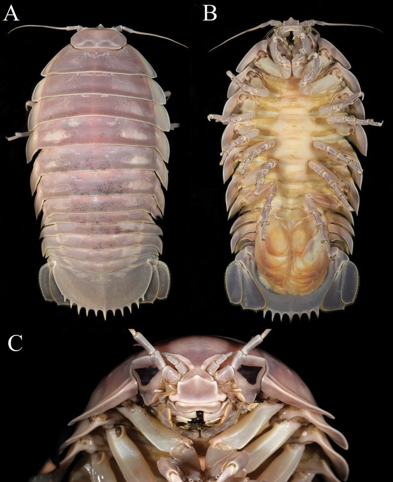 Dettagli del Bathynomus vaderi