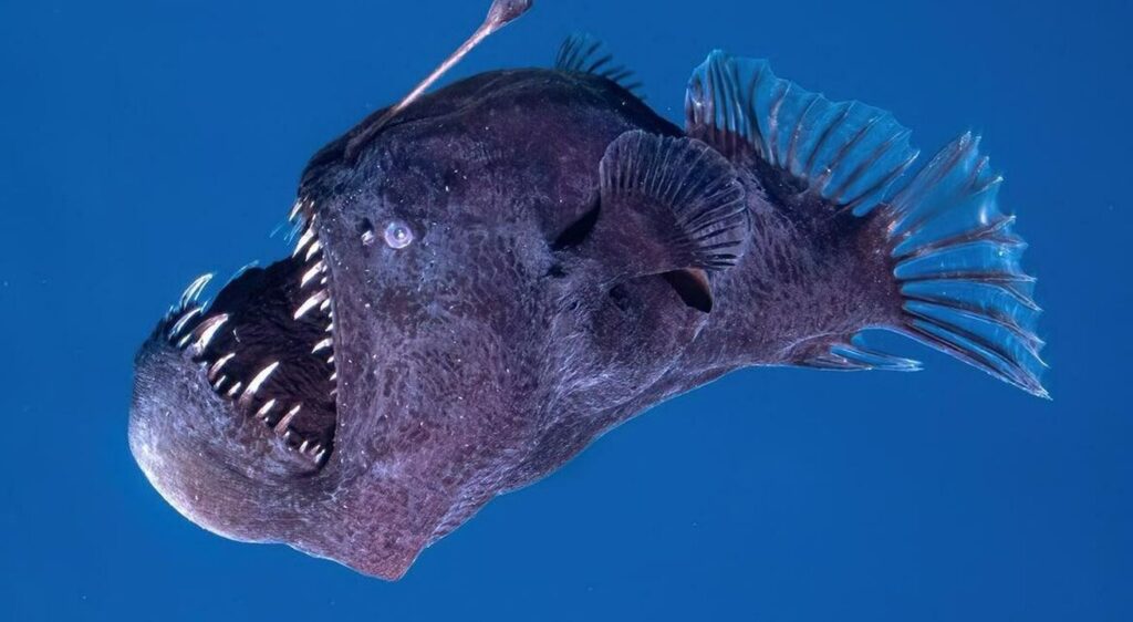 Il pesce diavolo nero