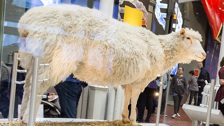 La pecora Dolly esposta al National Museum of Scotland