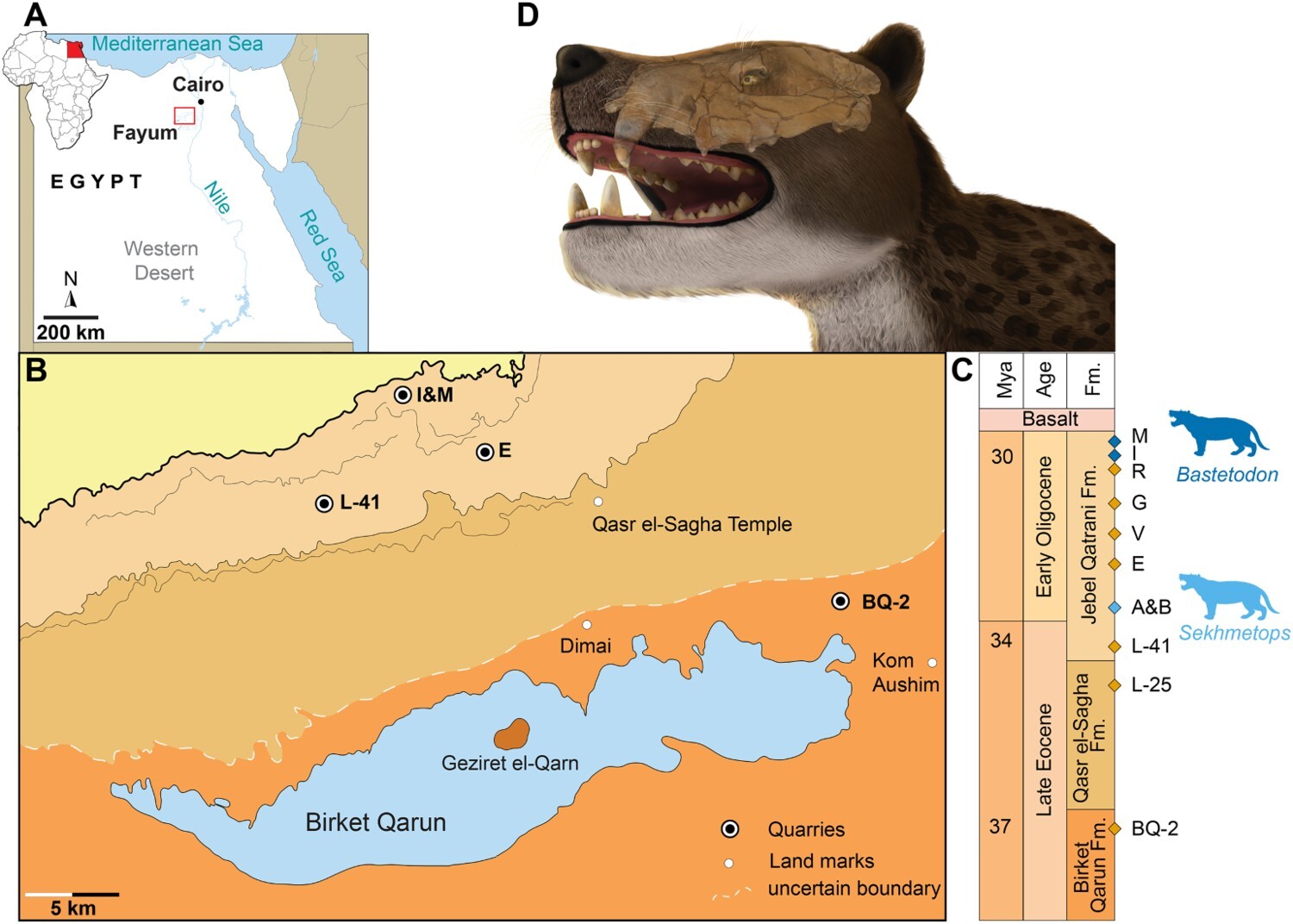 L'immagine del superpredatore