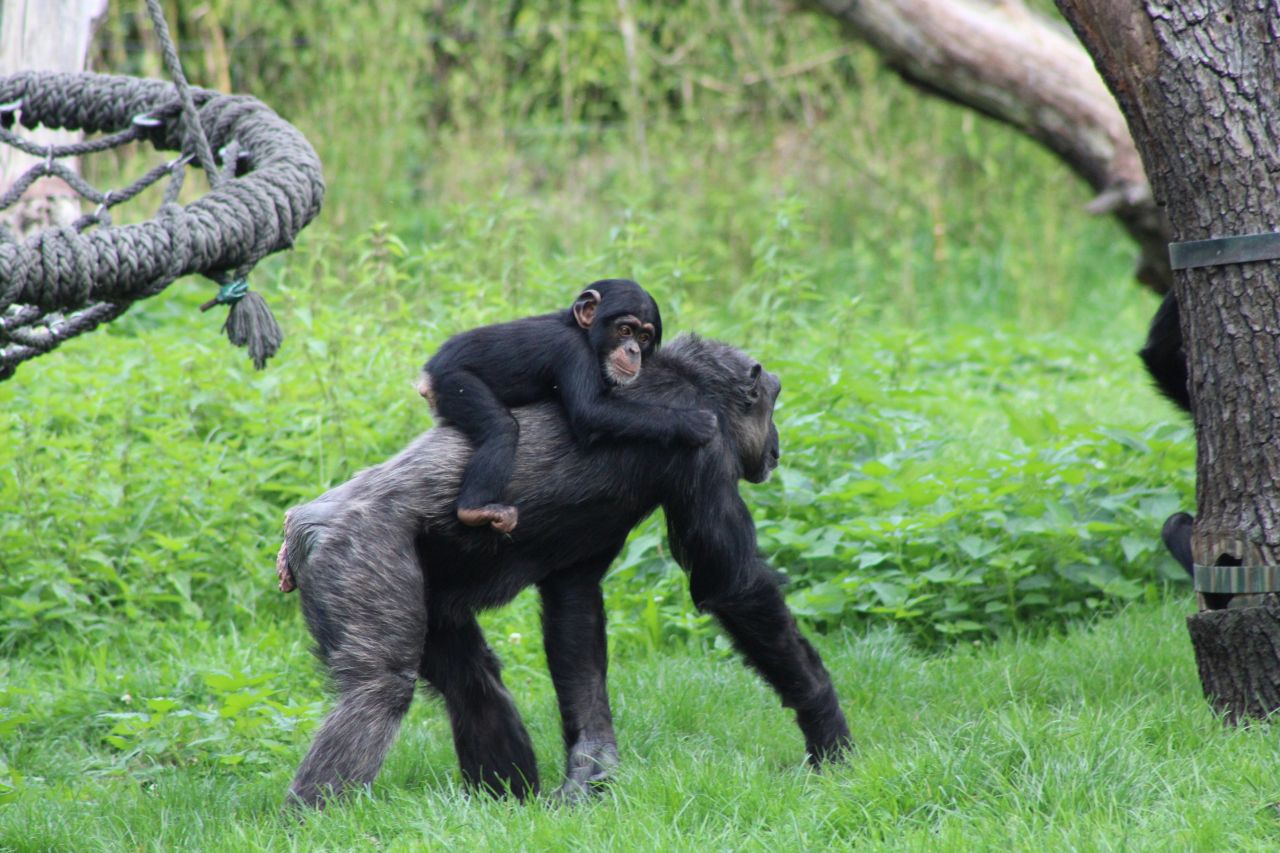 Mamma bonobo e il suo cucciolo