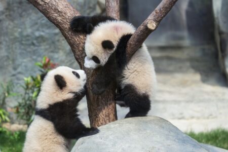 Panda gemellini