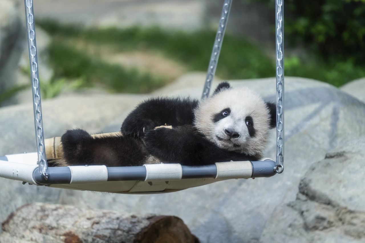 Panda su altalena
