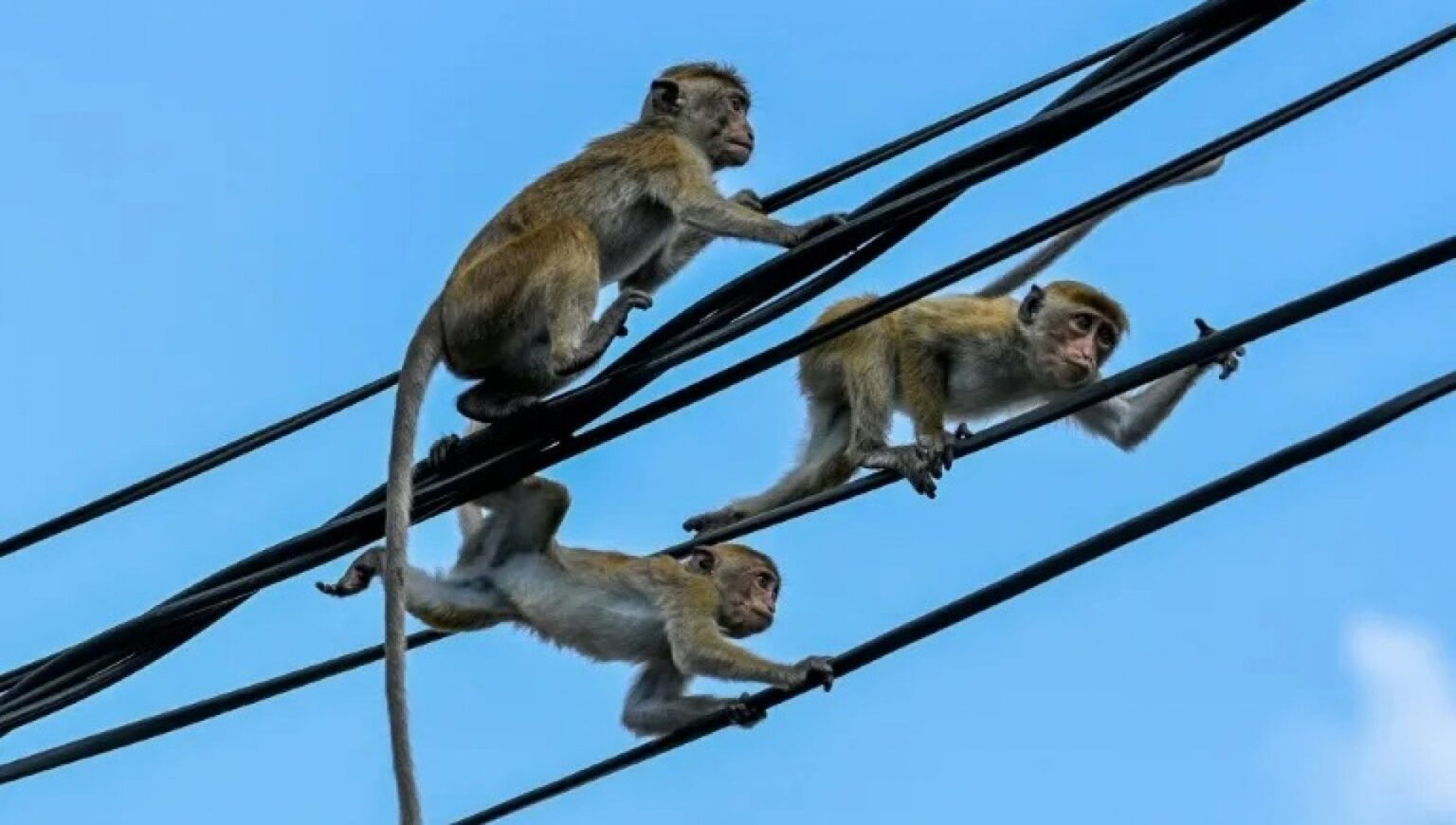 Tre scimmiette appese tra i fili elettrici