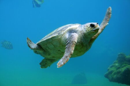 Una caretta caretta nel mare