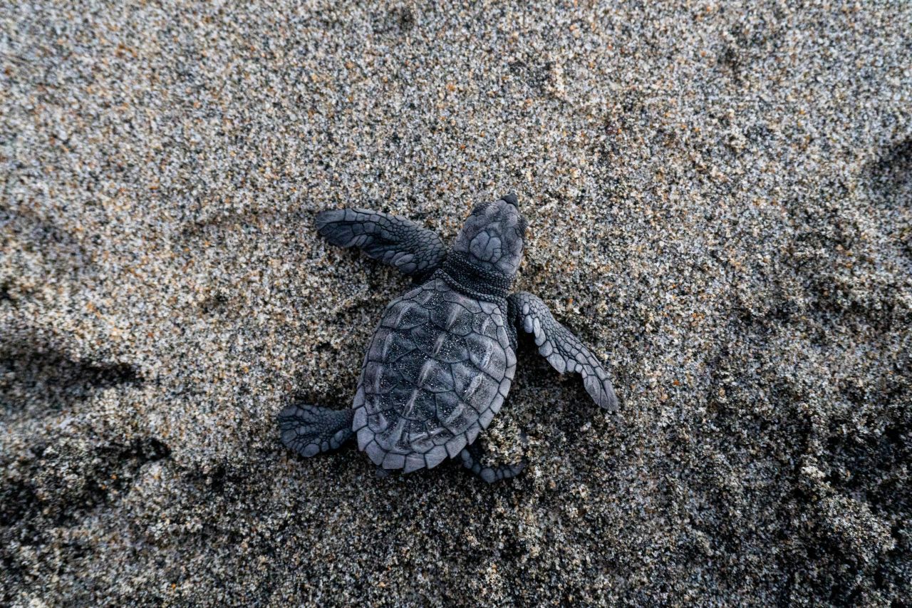 Una piccola caretta caretta