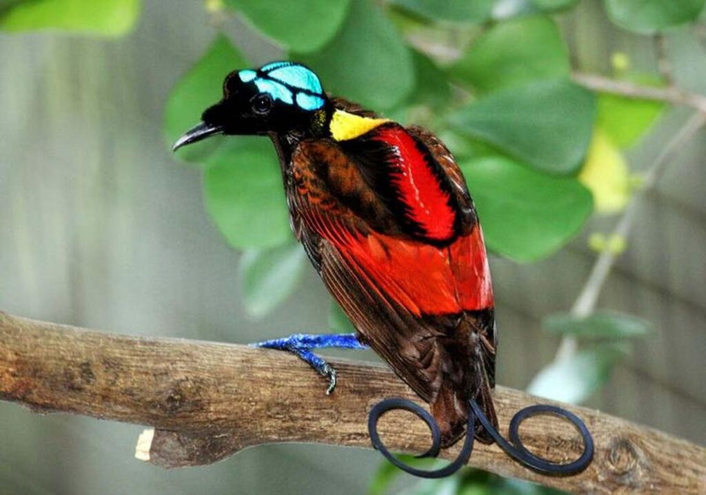 Wilson paradisaeidae