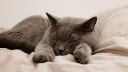 gatto grigio che dorme