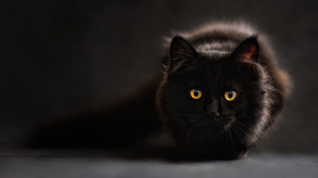 gatto nero con occhi gialli