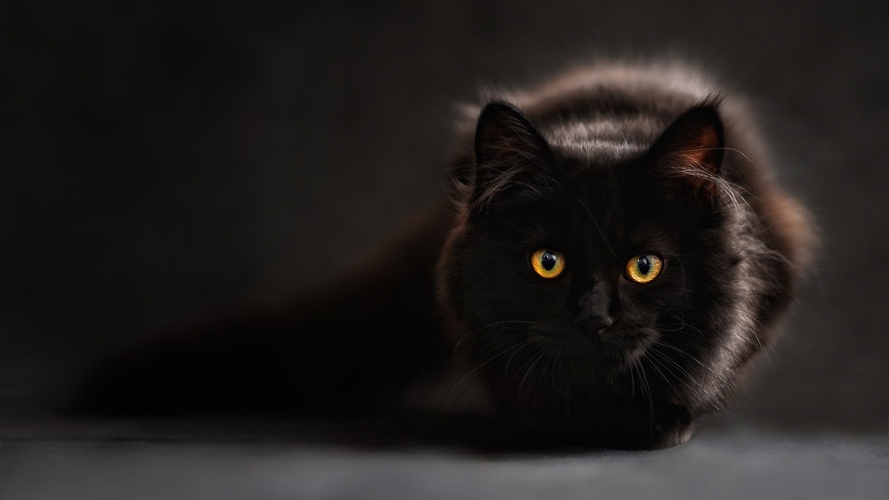 gatto nero con occhi gialli