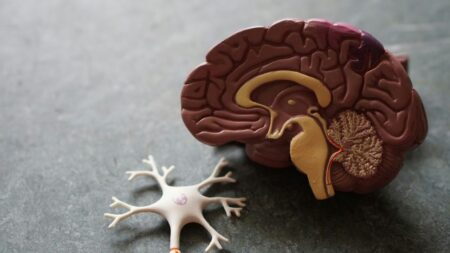 il modello di un cervello accompagnato da un neurone