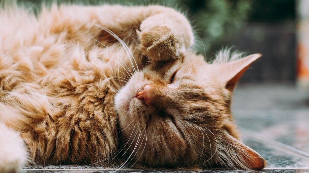 un gatto arancione sdraiato per terra
