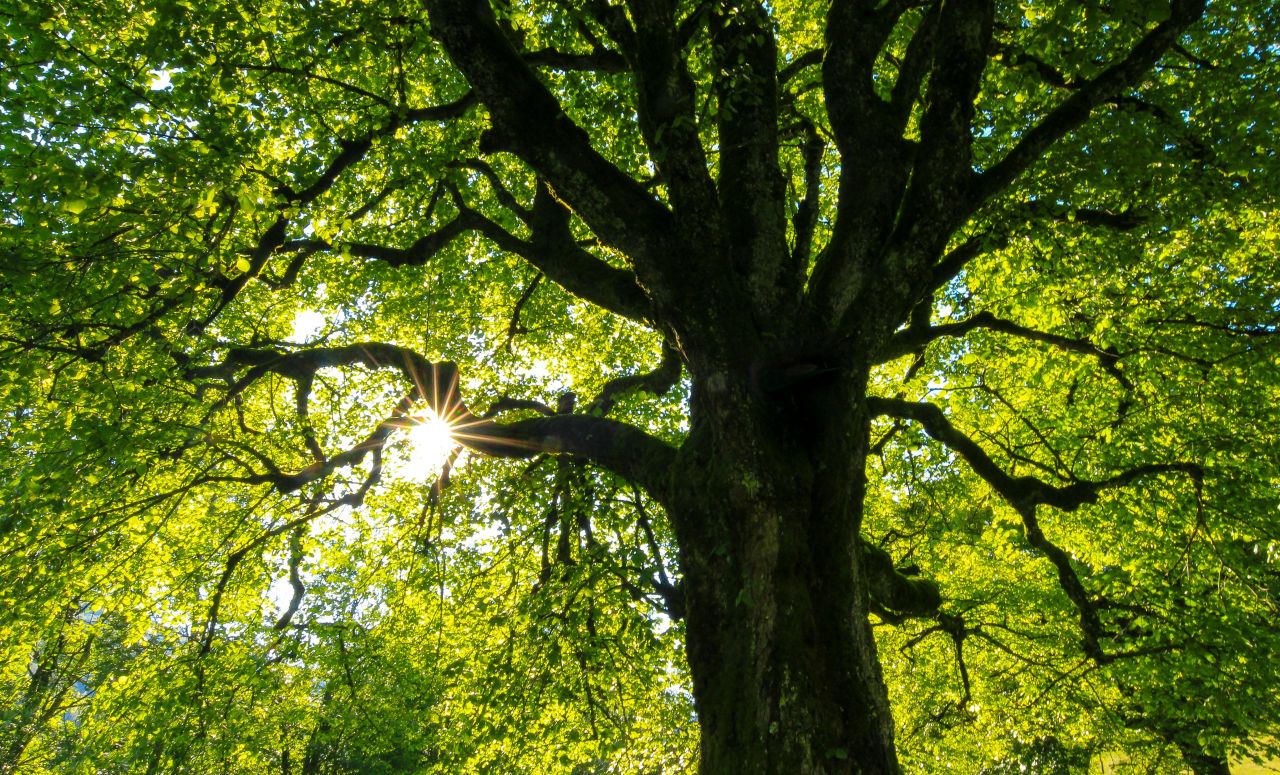 un albero frondoso