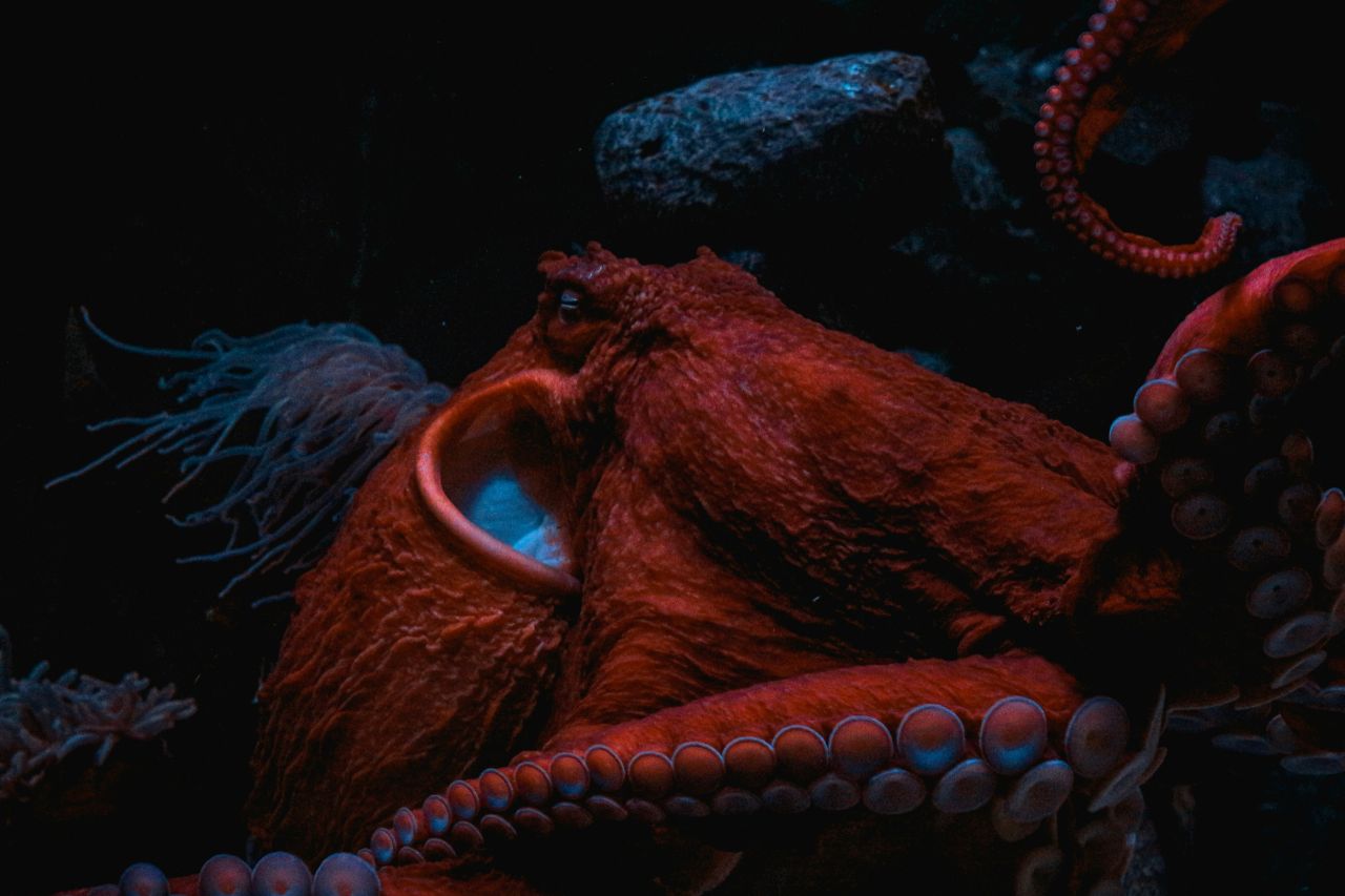 un polpo in fondo al mare