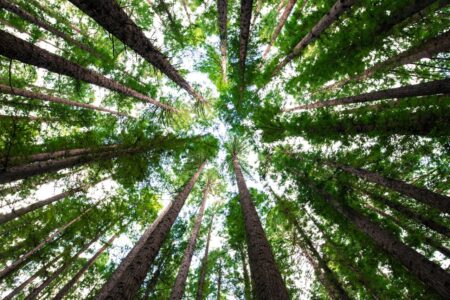 una meravigliosa visione di alberi