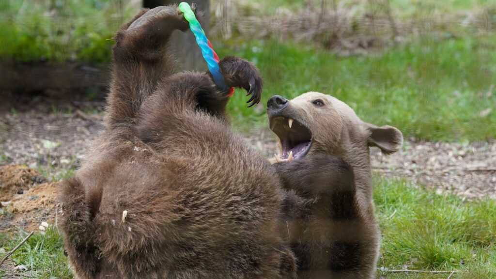 L'orso Boki gioca