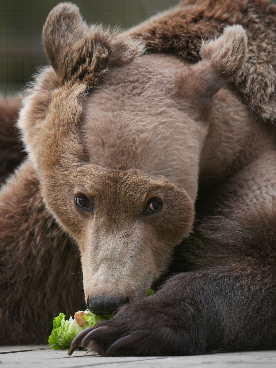 L'orso Boki