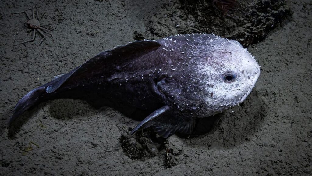 Pesce Blob