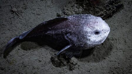 Pesce Blob