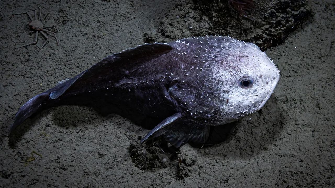 La rivincita del pesce blob: da animale più brutto al mondo a stella della Nuova Zelanda