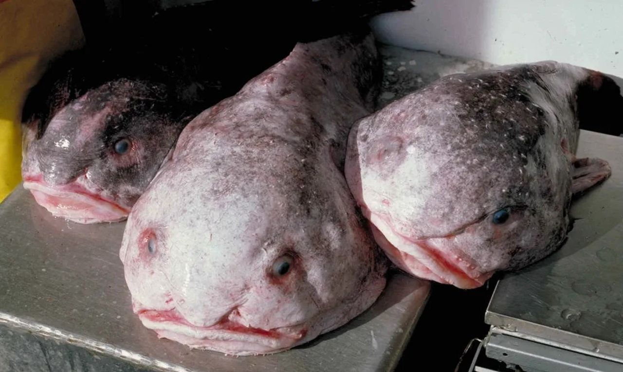 Pesci Blob