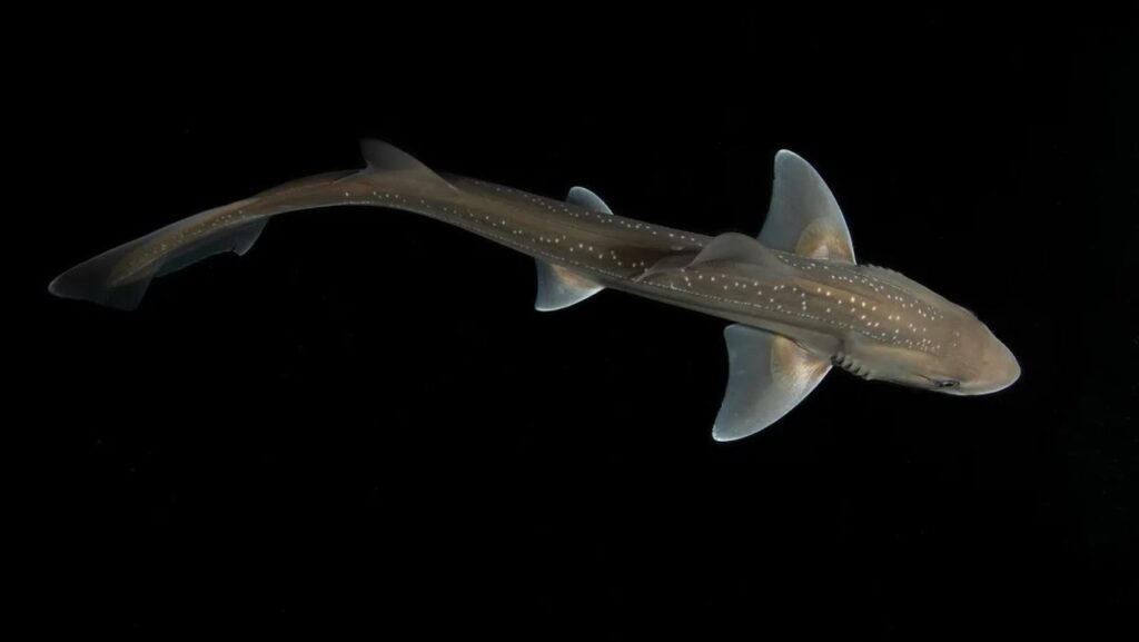 Un Mustelus lenticulatus