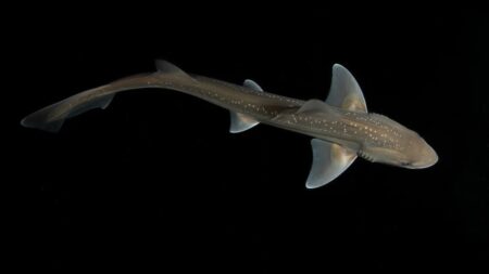 Un Mustelus lenticulatus