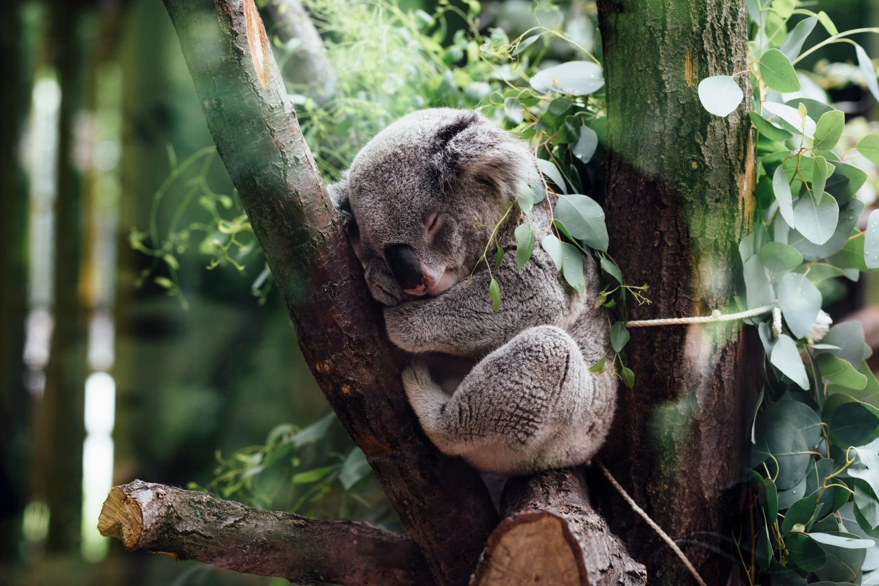 Un tenerissimo koala