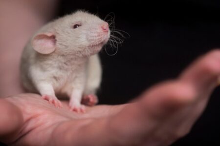 cavia da laboratorio