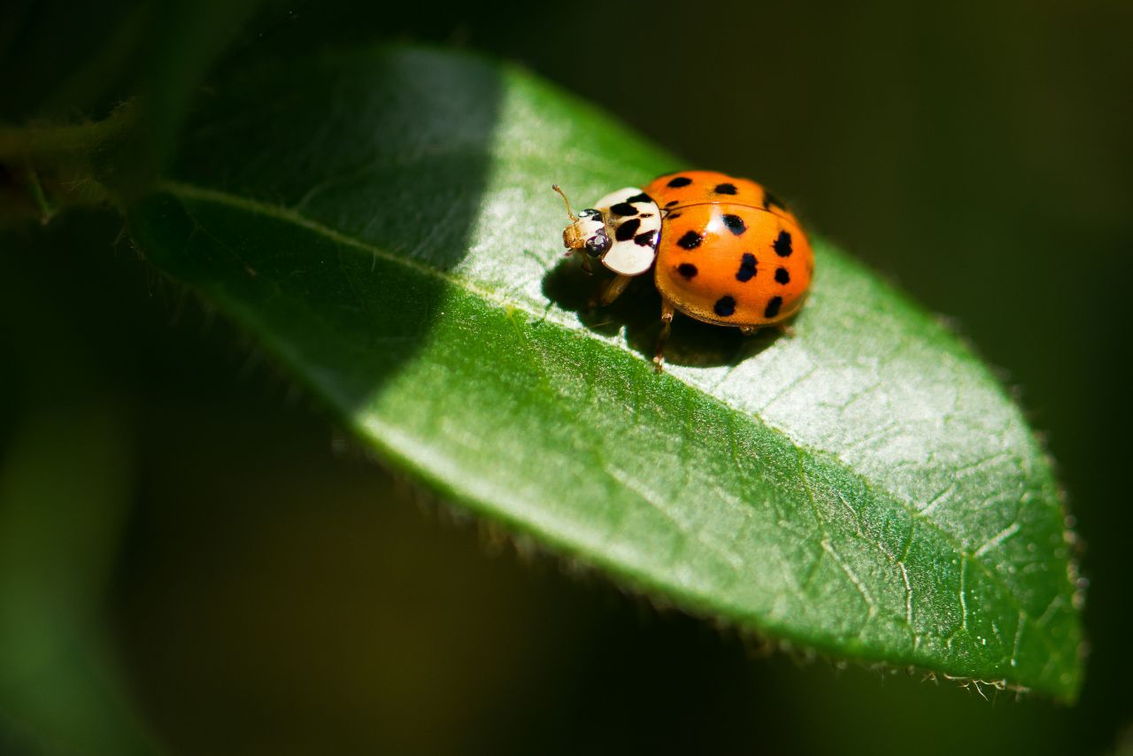 coccinella su foglia
