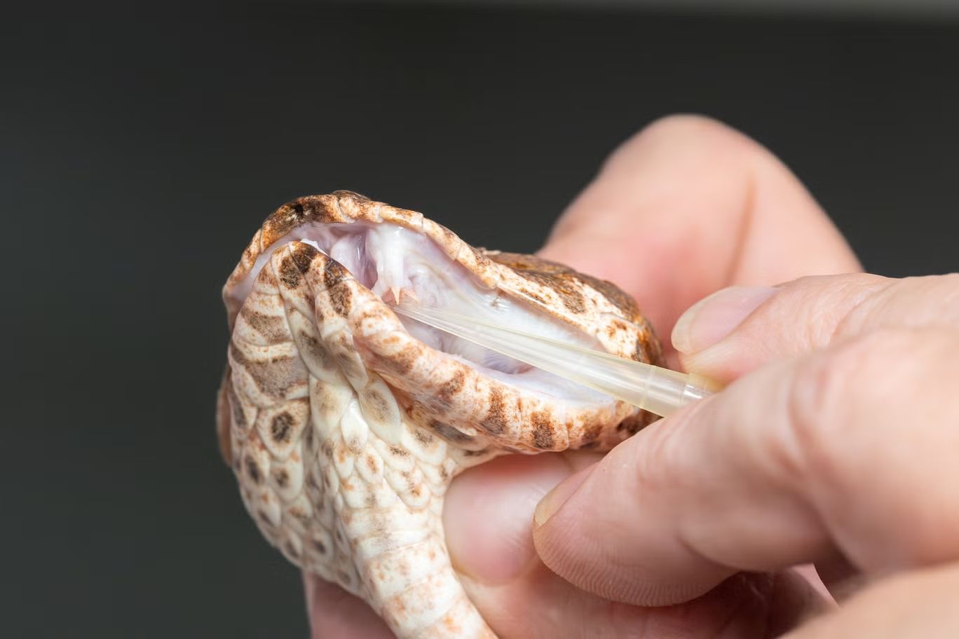 la terza zanna del serpente velenoso