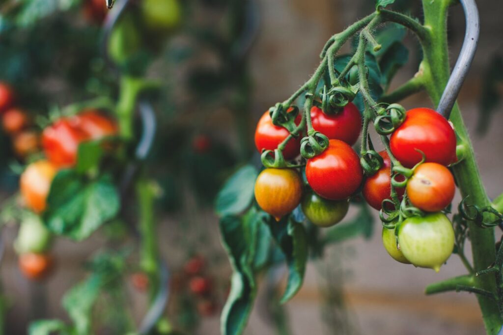 pomodori sulla loro pianta