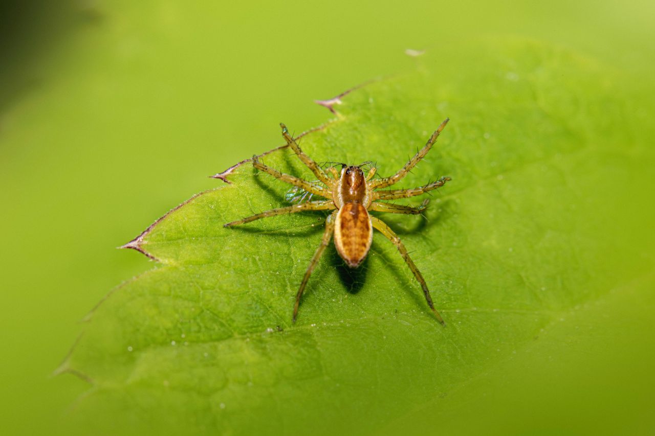 ragno zattera su foglia