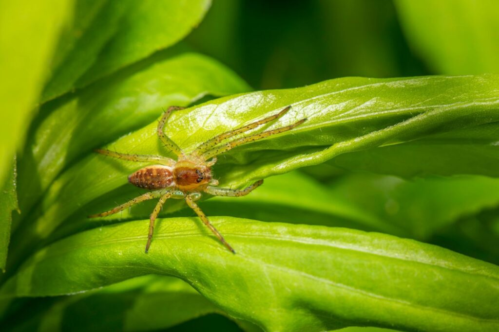 ragno zattera tra le foglie
